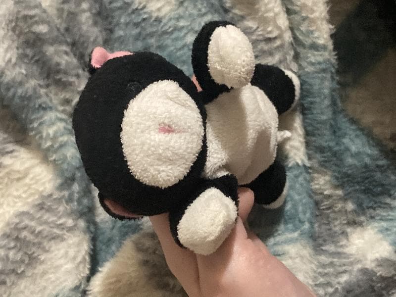 Lost — rockley park, hamworthy, dorset