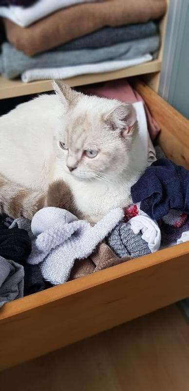 Lost — Collingham Gardens, SW5