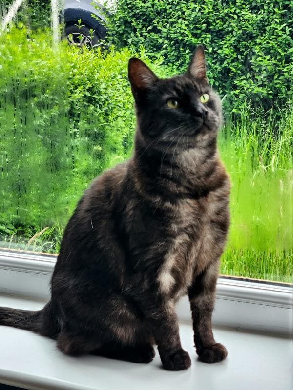 Lost — Stocksbridge 