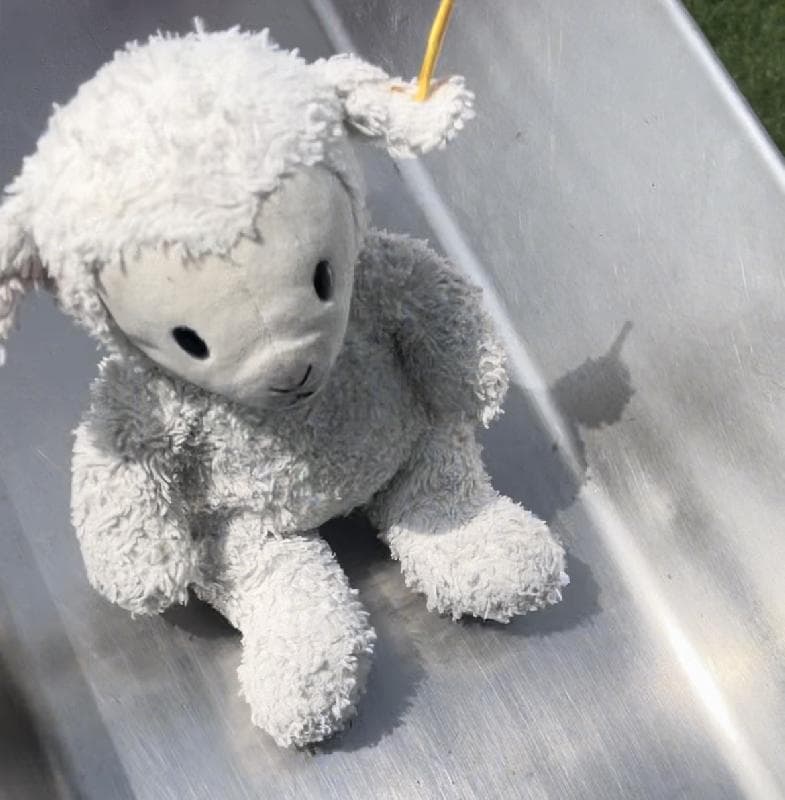 Lost — Uxbridge road Shepherd’s Bush