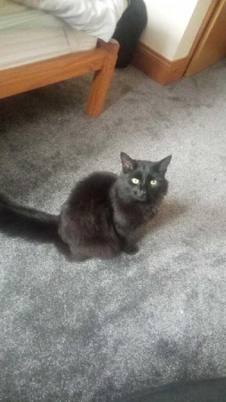 Lost — 76 Private Road, Ng3 5FQ, Mapperley, Nottingham