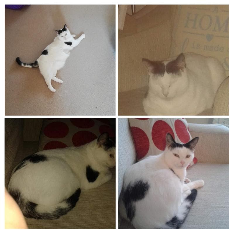 Lost — Yardley Birmingham b25 8NB