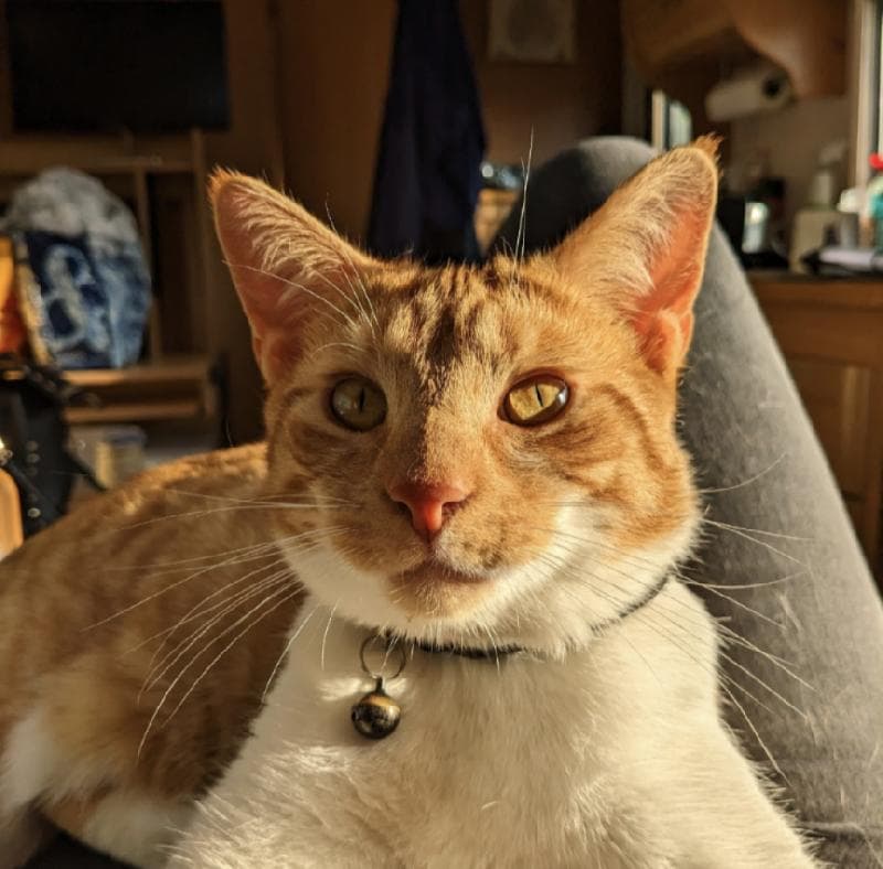 Lost — Dunton Road, Billericay, Essex, CM12 9TY