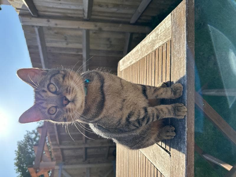 Lost — Netley, Southampton