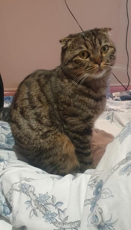 Lost — Garden of 50 Aylestone Avenue
