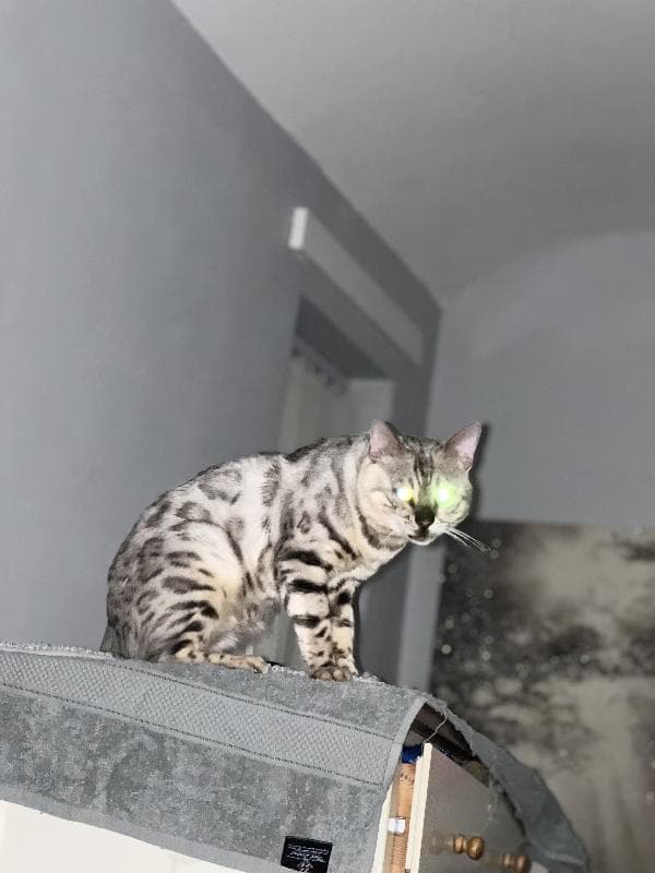 Lost — Burney lane, ward end, birmingham b8 2ah