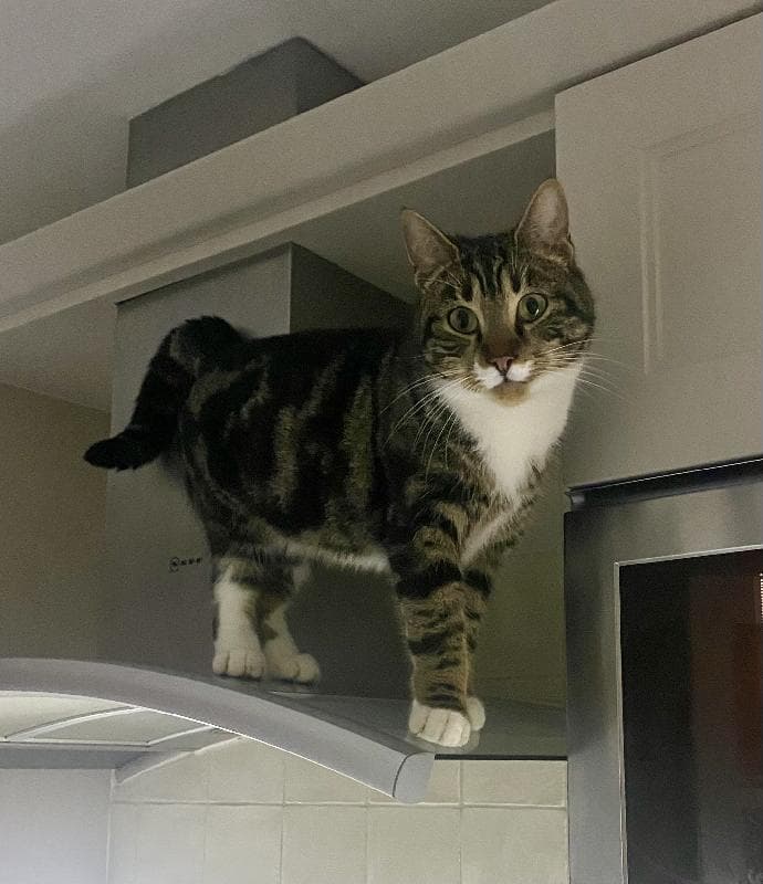 Lost — Oxbury Road, Watnall, Nottingham, NG16 1JP