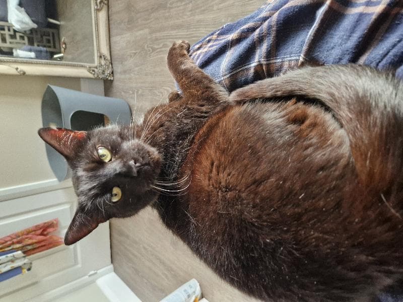 Lost — CM12 9LF Billericay