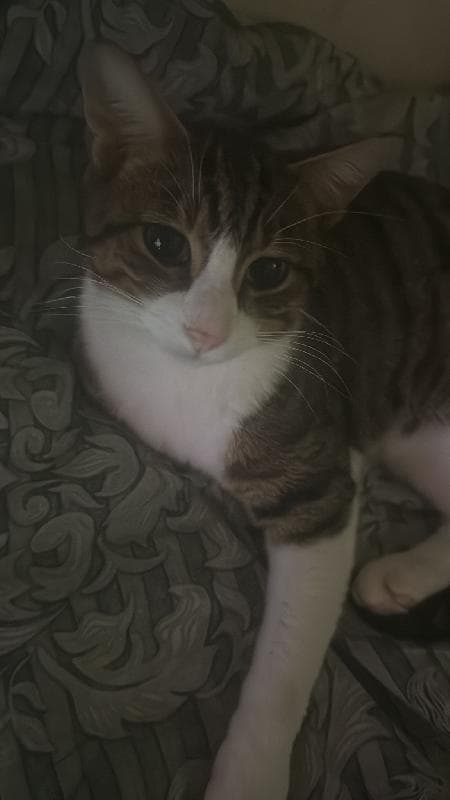 Lost — Stainmoor court offerton stockport sk2 5lt
