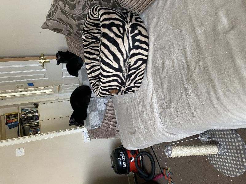 Lost — 1 Belle vue road Devizes