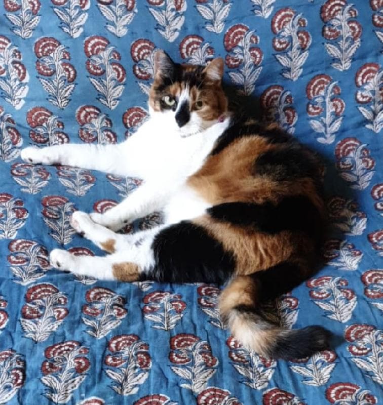 Lost — Hadley Common, Barnet En5