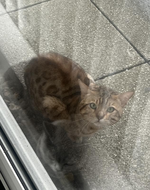 Found — Finchley