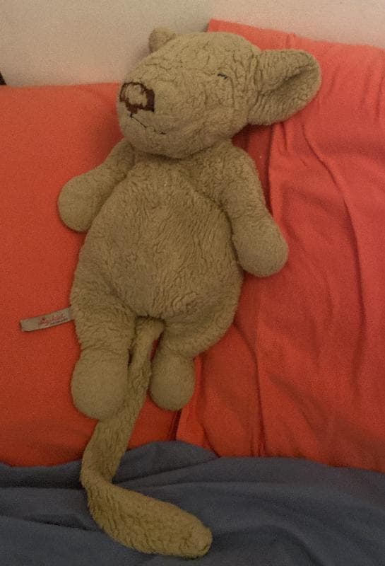 Lost — Chester, UK