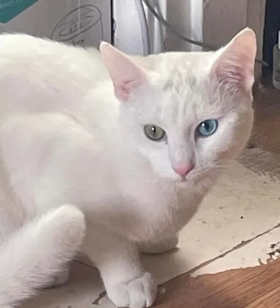 Lost — 167 Moorside Rd, Bromley BR1 5ET, UK