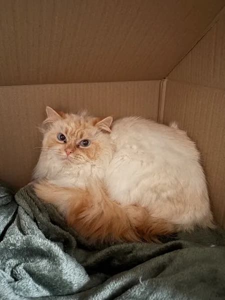 Lost — Harland Rd, London SE12, UK
