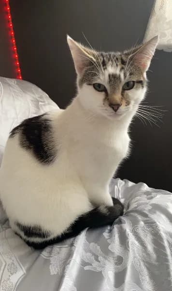 Lost — Poynters Rd, Luton LU4 0LB, UK