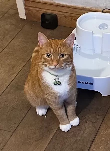 Lost — Dorking Rd, Chorley PR6 8TR, UK