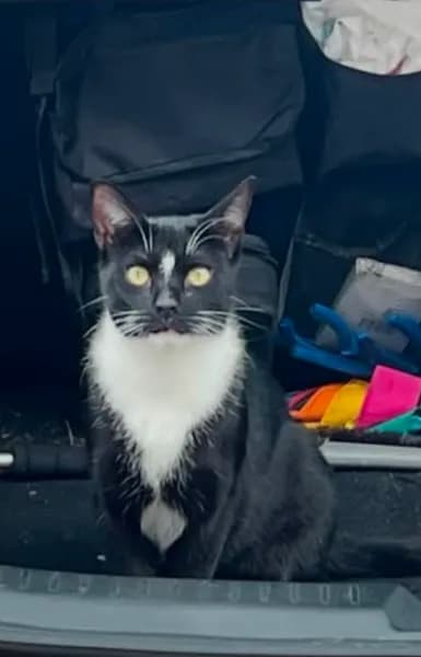 Lost — Stone Pit Cl, Lowton, Warrington WA3, UK