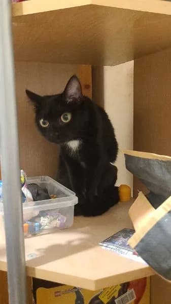 Lost — Lectern Ln, Creighton Ave, St Albans AL1 2LZ, UK