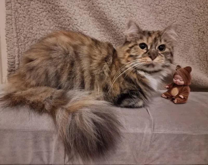 Lost — 27 Lytton Rd, Bradford BD8 9ST, UK