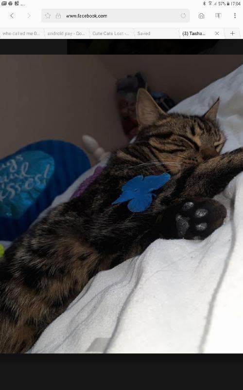 Lost — Astill lodge road le4 1du