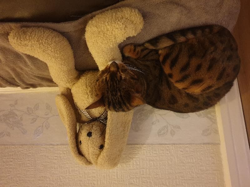Lost — Leafield grove Eccleshill Bradford Bd23sa