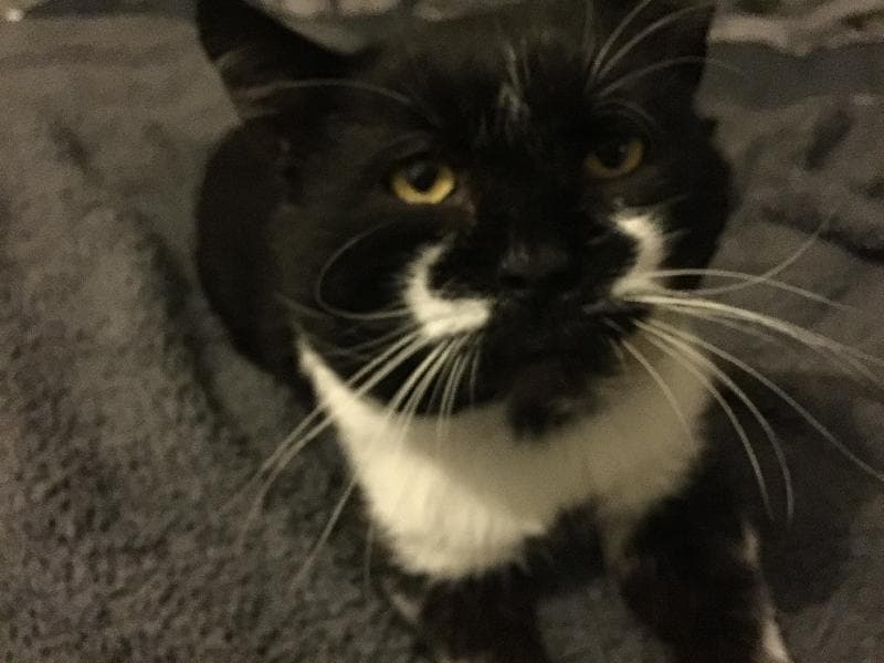 Lost — Stead rd Bradford BD4