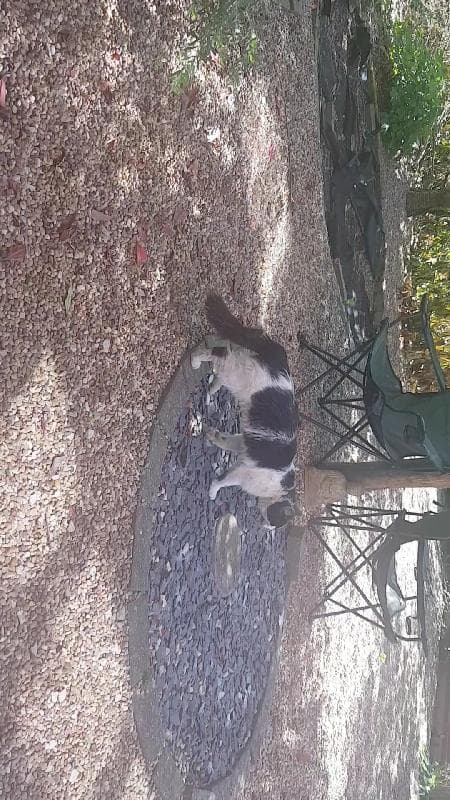 Found — CV6 3LH