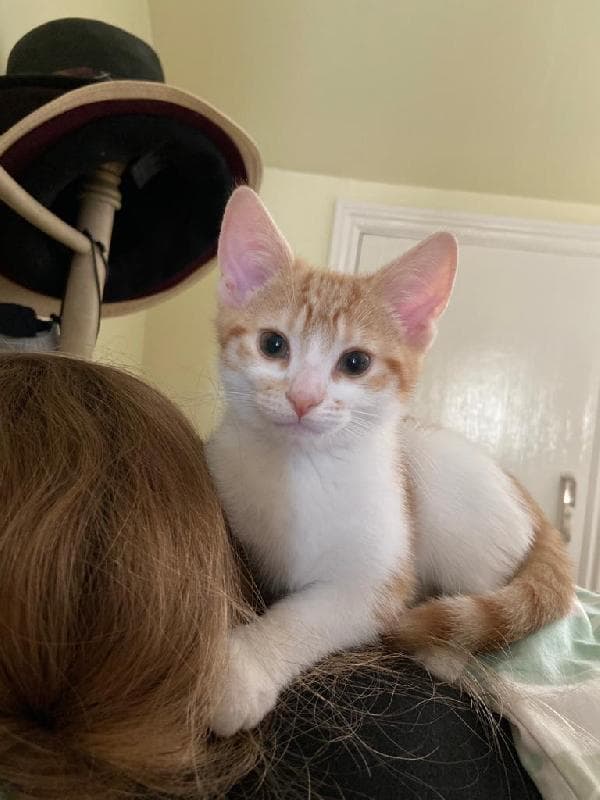 Lost — 29 Pember Road London NW105LT