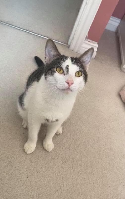 Lost — Eye, Peterborough