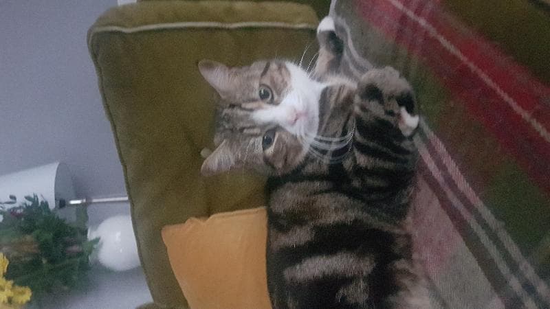 Lost — Nuxley Village DA17