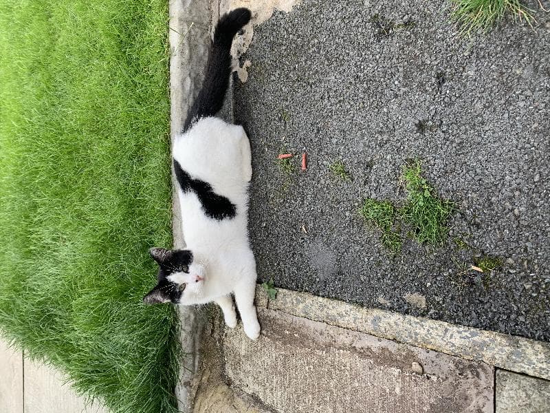 Lost — Goldburn avenue, Manchester,