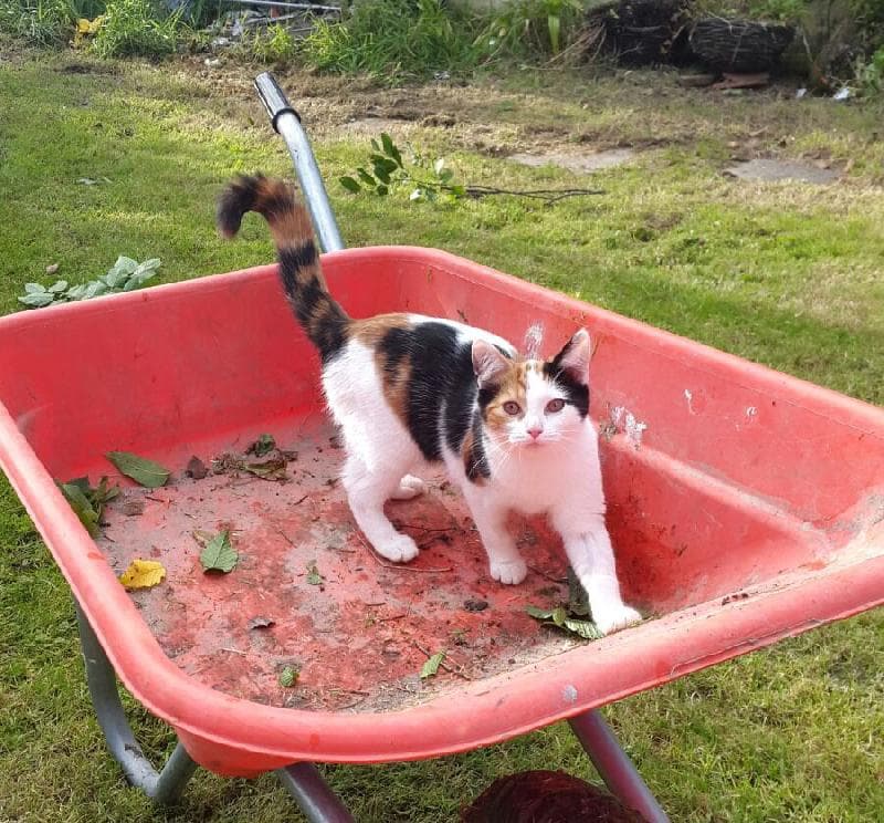 Lost — Virginstow, Devon EX21 5DZ