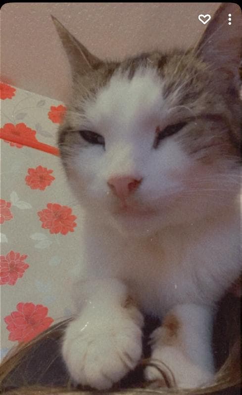 Lost — Tw4 6en hounslow