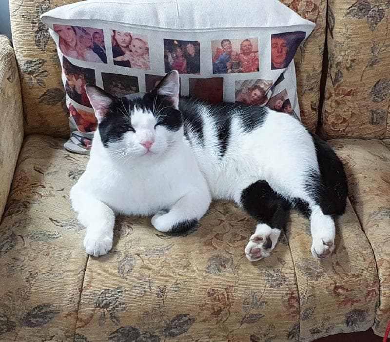 Lost — Foxglove road, s5 6fp