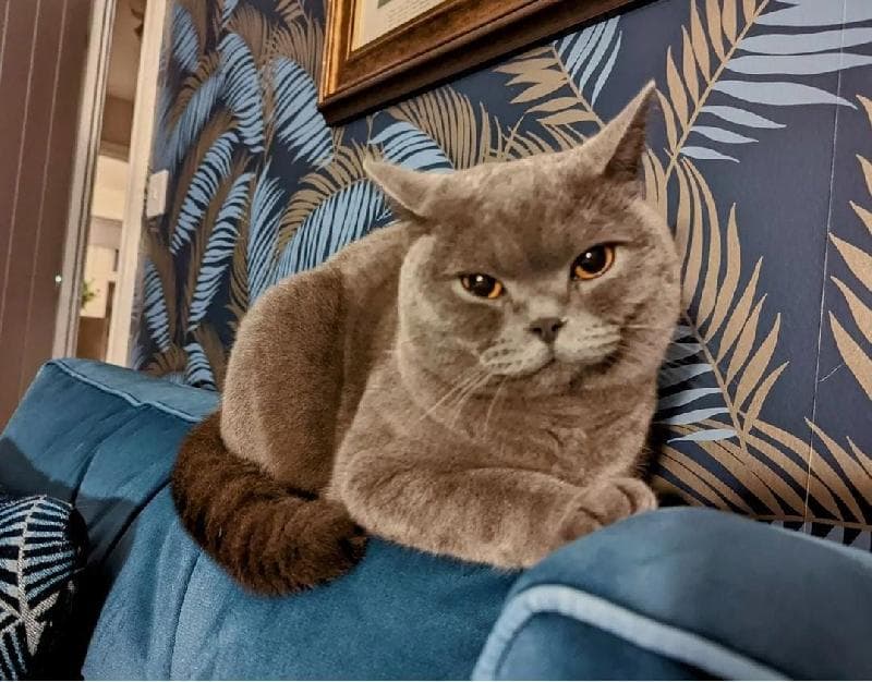 Lost — Fox Covert Close, Wynyard, Stockton on Tees, TS225TT