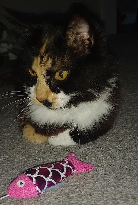 Lost — Bb12 Burnley