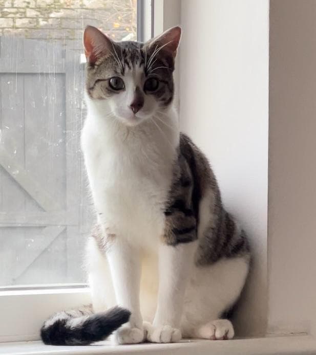 Lost — coppice rd wolverhampton